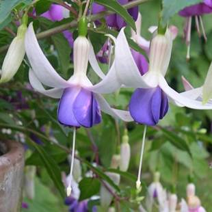 Fuchsia Deltas Sara | Hardy Fuchsia